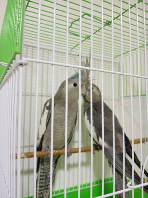 Продам пара корелл