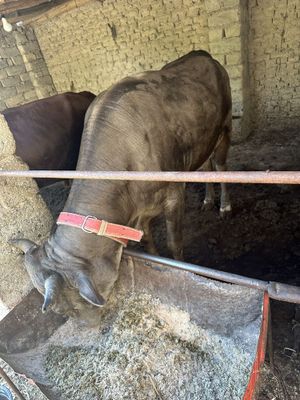 Sallom shavet buqa sotiladi orqa oldi bir xil bo’yinli buqa