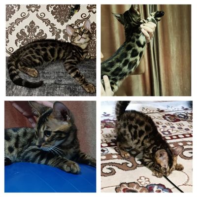 Продаются бенгальские котята