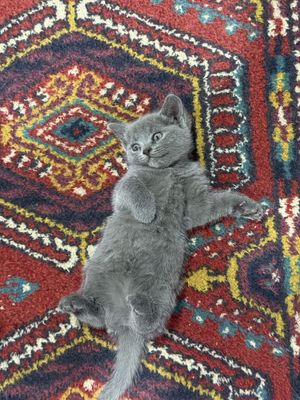 Котята продаются