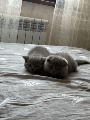 Продаются котята