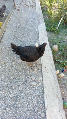 Qora tovuqlar sotiladi