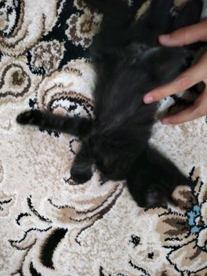 котята три можно брать отдельно