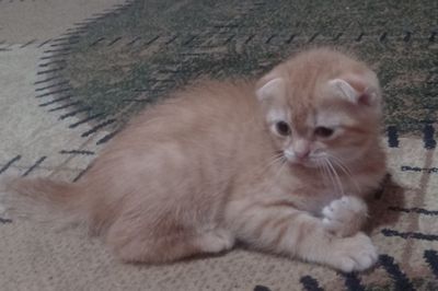 Продам породистых котят скоттиш фолд.