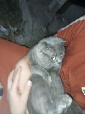 Erkak mushuk zotli