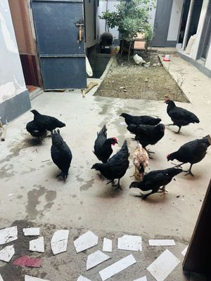 Gigant jersi zot jo’ja xo’rozlari