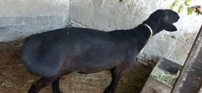 Кучкор сотилади зотдор