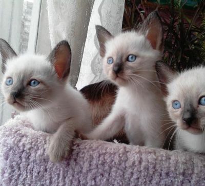 Продается кошки классные