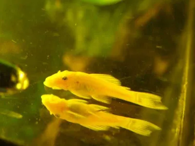 Аквариумные рыбки - сомики анциструсы