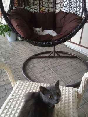 Туретский Ангора