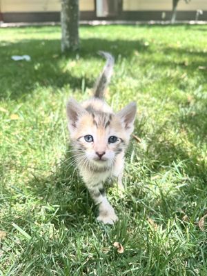 Бенгальские котятя