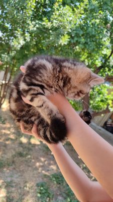 Tigr strayt o'g'il bola