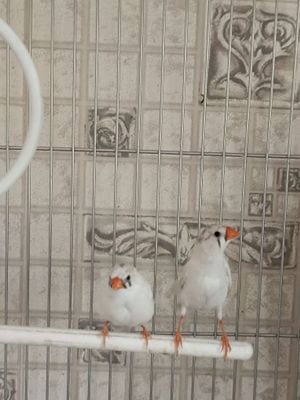 Амадины продаются