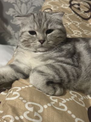 Продаётся котенок