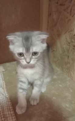 Продам котят серебристая шиншила .