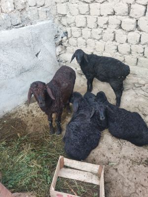 Qo'zilar Sotiladi