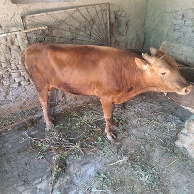 Buqa sotiladi 1 Yoshda