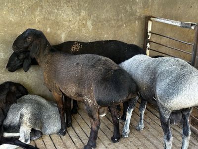 Qochqorla sotiladi