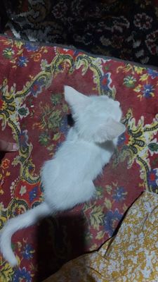 Продаёться белый котёнок