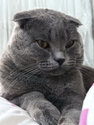 Скотиш фолд мушук сотилади !!!