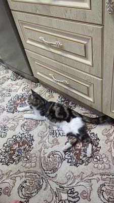 Кошка