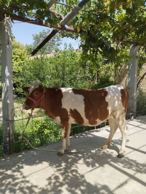 Simental ğunojin sotiladi soğlom yeb ichishi zur