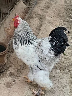 Brama hoʻroz sotiladi