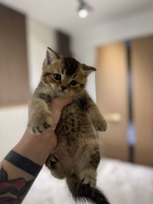 Котята страйты готовы к переезду