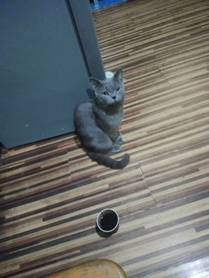 Британский кошка