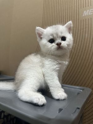 продается шиншилла котенок