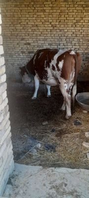 Sigir rossiyaniki