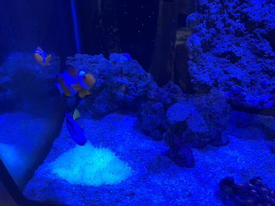 Аквариум 150 литр морской