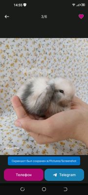 животные