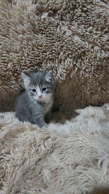 Продаются котята недорого