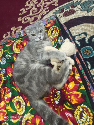 Сотилади шу кунлада
