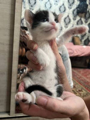 Котенок девочка, отдам хорошим людям