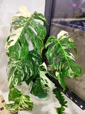 Альба монстера украсит ваш интерьер своей необыкновенной окраской