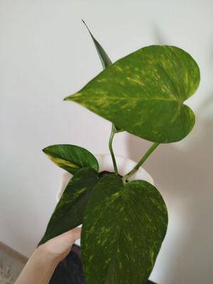 Stendapsus varigatniy