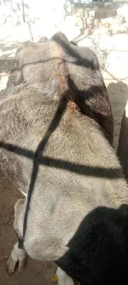 Sigir sogʻlom qisir