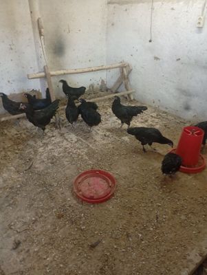 Qora tovuqlar sotiladi