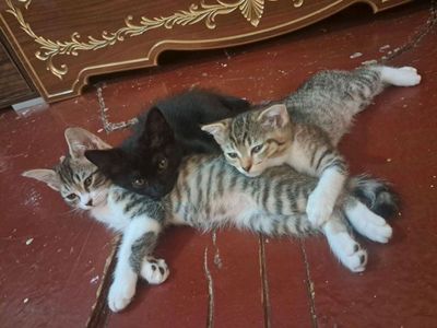 котята даром в добрые руки