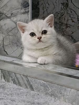 Продается серебристая шиншилла