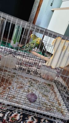 домашнее животное