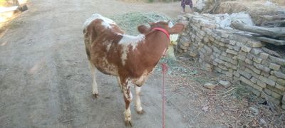 Smenta paroda ğunojin sotiladi