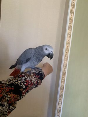 Продаю попугай жако
