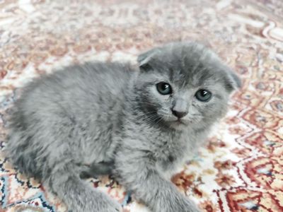 Котенек шотландской вислоухой