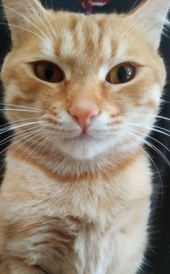 Mushuk котенок