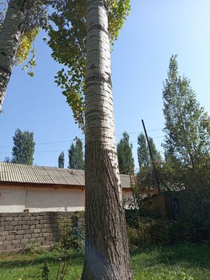 Тераклар сотилади
