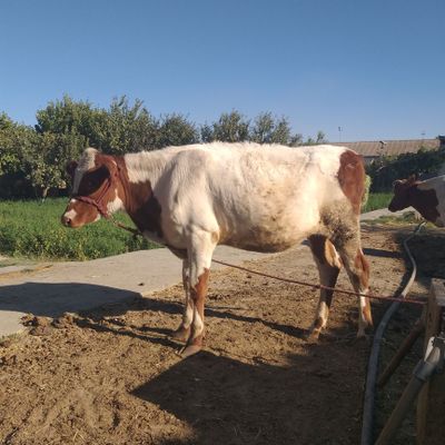 G‘unajin mol sotiladi
