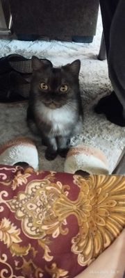 Кошка персидская